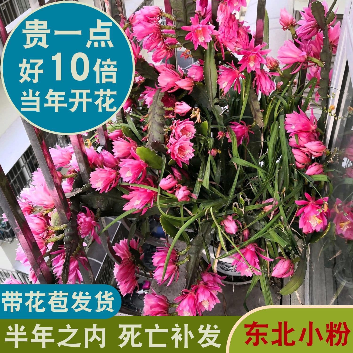 Epiphyllum potted plant with flower buds, Northeast small pink, easy to grow, suitable for indoor balcony greenery, large cactus seedling