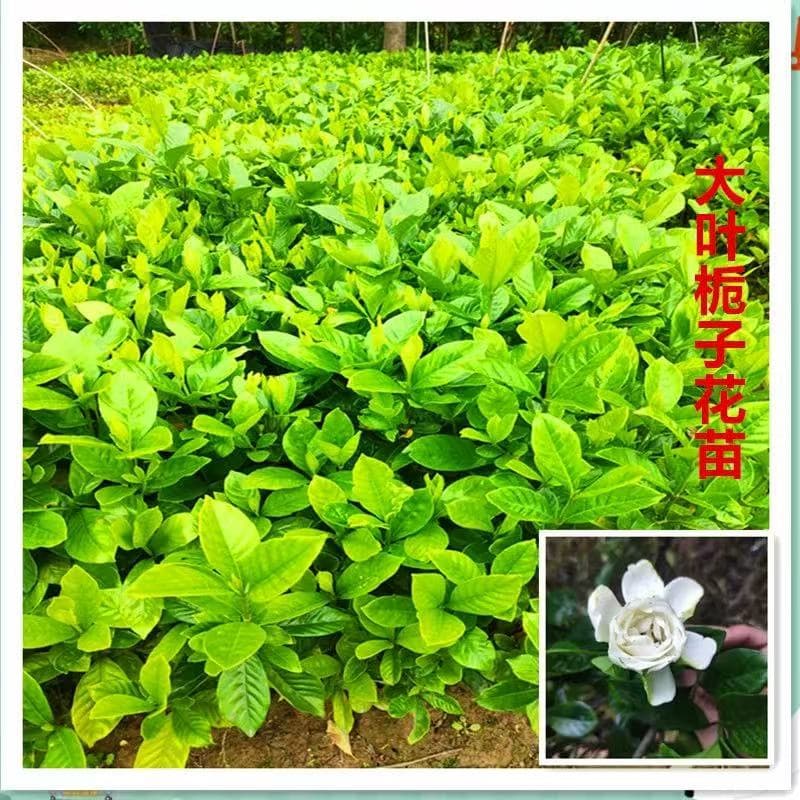 Gardenia saplings with large leaves and small branches, potted plants that absorb formaldehyde, and potted green ivy plants that absorb formaldehyde.