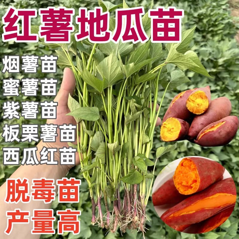 Academy of Agricultural Sciences Authentic Virus-Free Sweet Potato Seedlings: Yan Sweet Potato 25, Honey Sweet Potato, Watermelon Red, Durian Honey, Roasted Sweet Potato, Yam Seedlings