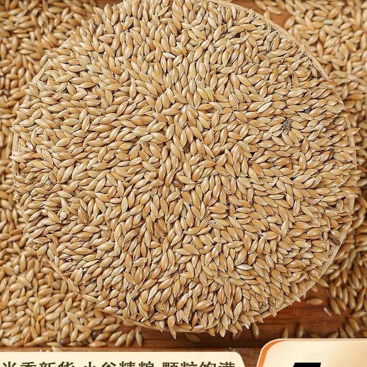 Canary Seed Bird Food - Oil Seed, White Seed, Grass Seed Mix for Canaries, Sparrows, Pigeons