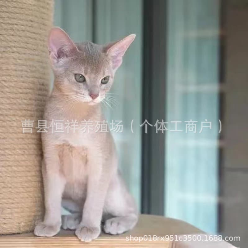 Live Pet Cat Kitten Abyssinian Cat Kitten Live Small Cat Blue Gold Abyssinian Fawn Abyssinian