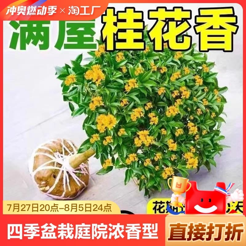 Osmanthus Tree Seedling Four Seasons Osmanthus Potted Tree Sweet Osmanthus Courtyard Flower Plant Indoor Greenery Living Room Easy to Grow