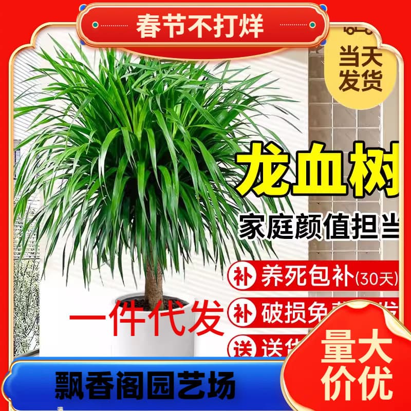 One-piece drop-shipping dragon's blood tree living room potted green plants indoor large-scale easy-to-grow multi-headed dragon's beard tree dragon iron sapling flowers