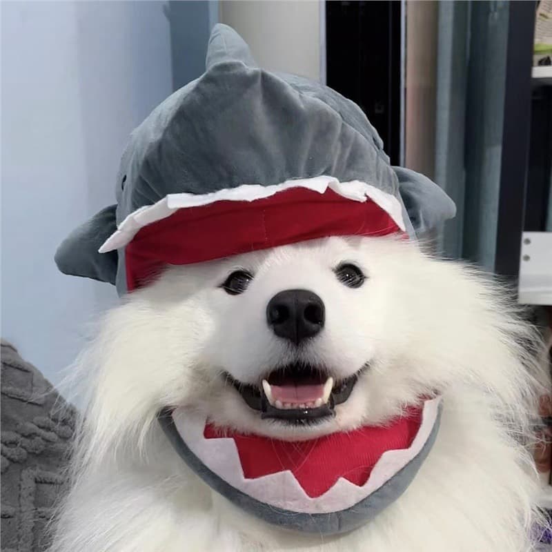 Shark pet headgear small pet dog cat Samoyed Teddy pet hat creative check-in photo prop