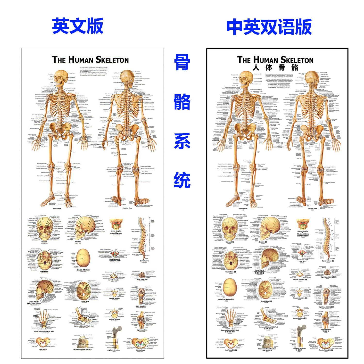 Medical anatomy wall chart, skeletal system wall chart, skull and spine teaching human spine model wholesale