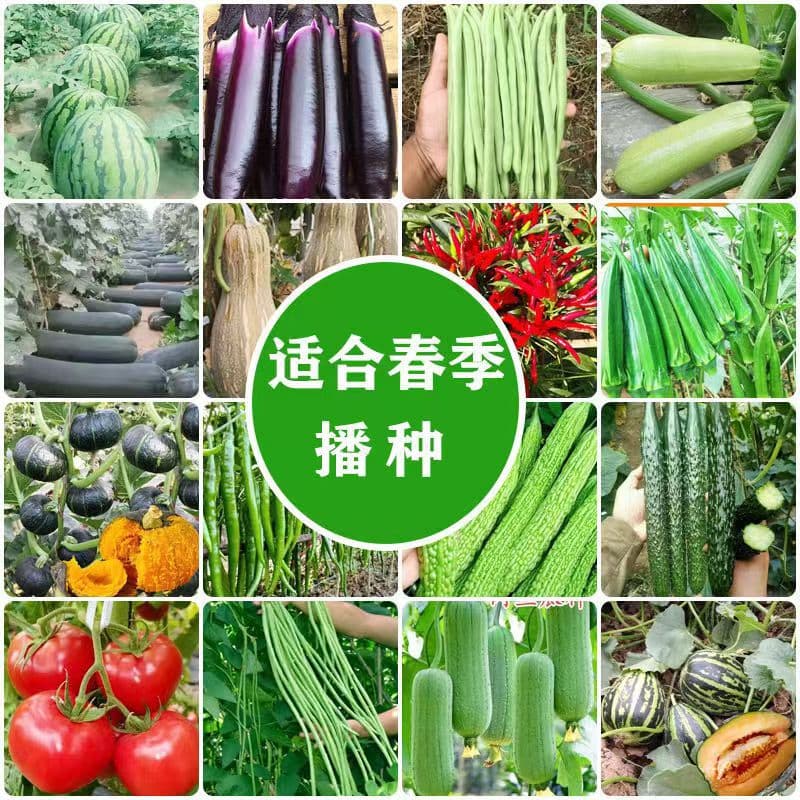 [Vegetable seeds] Leeks, radish, cucumbers, chives, horns, honey, green vegetables, pork loofah and other vegetable seeds