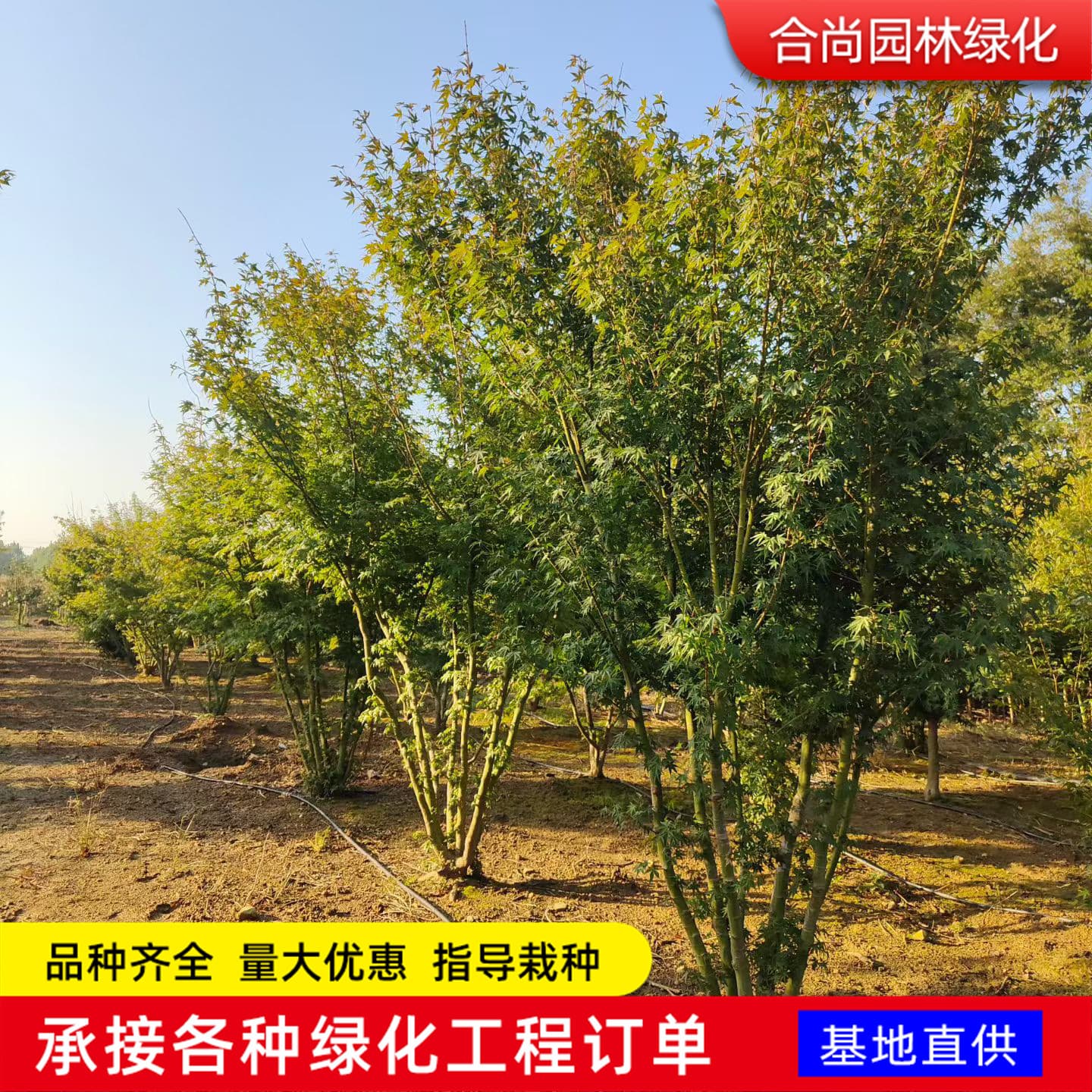 Clustered Japanese Maple Sapling Elegant Shape Garden Landscaping Colorful Leaf Species Slanting Style Maple Tree