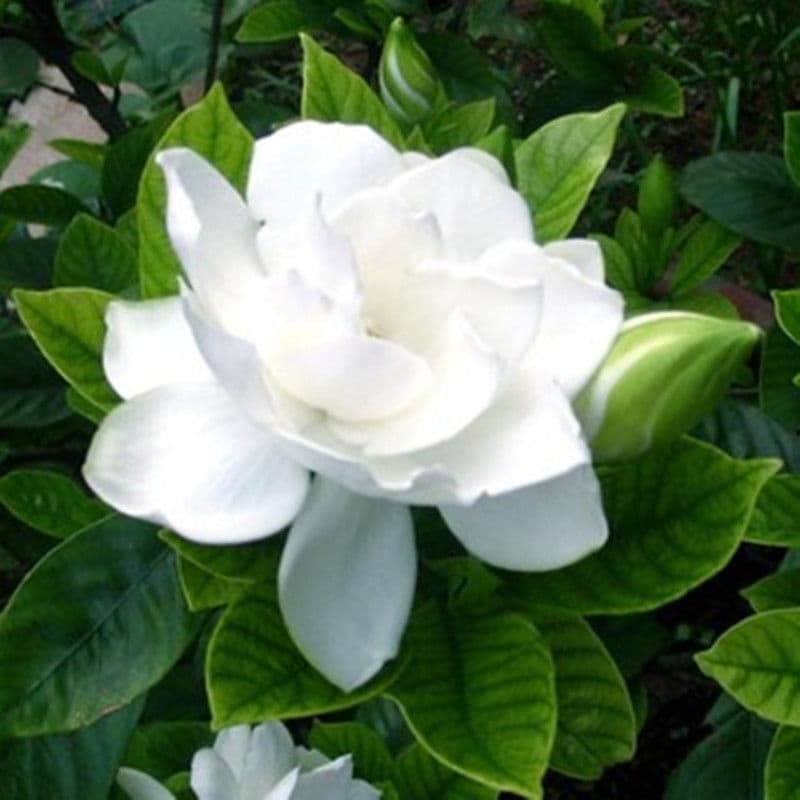 Loss-Leader Recommendation: Large-Leaf Gardenia Potted Plant, Fragrant Blooms, Double-Petal Large Flowers, Garden Flower & Green Plant