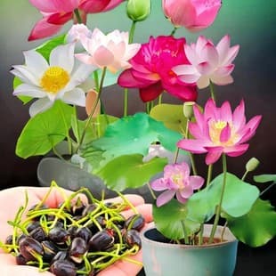 Flower Seeds - Lotus, Water Lily, Hydroponic Seeds, Multi-Color Water Lily, Bowl Lotus, Four-Season Blooming Seeds, Not Bowl Lotus Seeds