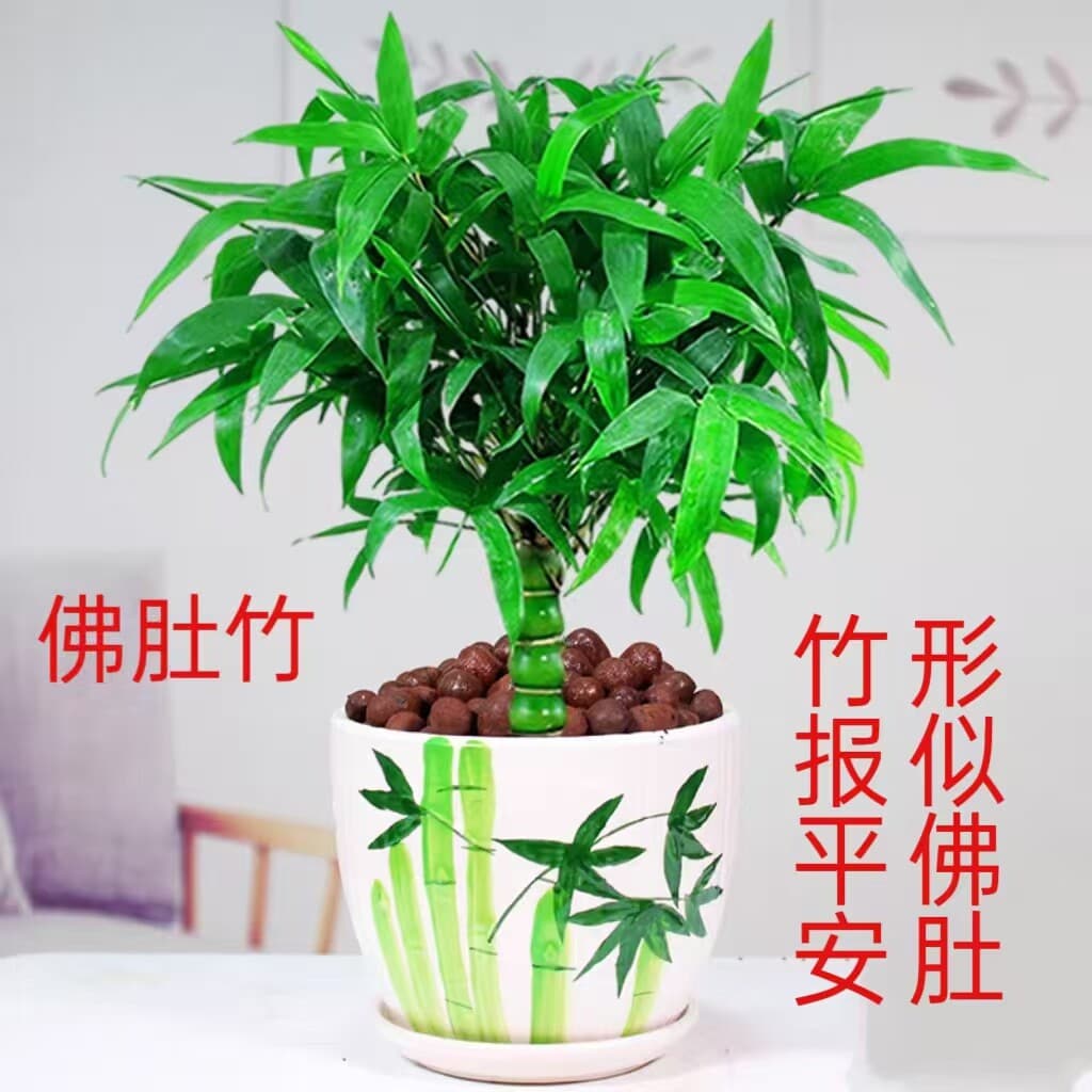 Big Buddha Belly Bamboo, Luohan Bamboo Potted Plant, Old Stem Plant, Evergreen, Easy to Care, Indoor Office Bonsai Green Plant