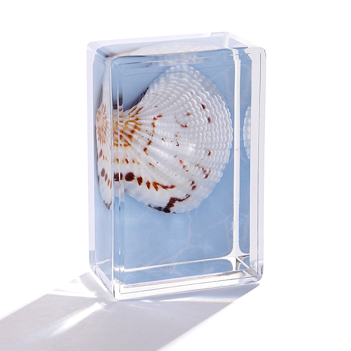Zhongkun Factory Real Ocean Specimen Refrigerator Magnets from the Insect World, Cross-Border Hot Sale, Drop Shipping, Teaching Aids