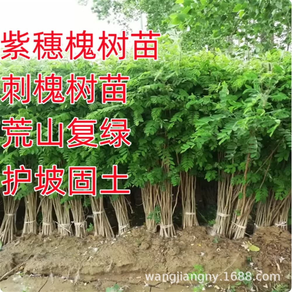 False Indigo Tree Seedlings for Sand Fixation, Soil Conservation, Barren Mountain Revegetation, Slope Protection Shrub, Cold and Drought Tolerant, Street and Engineering Greening Seedlings, Easy to Grow
