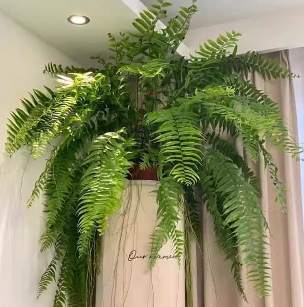 King Fern 70-80cm Large Crown Width Hanging Fern Ceiling Shade Tolerant Evergreen Four Seasons Beginner Lazy Green Plant