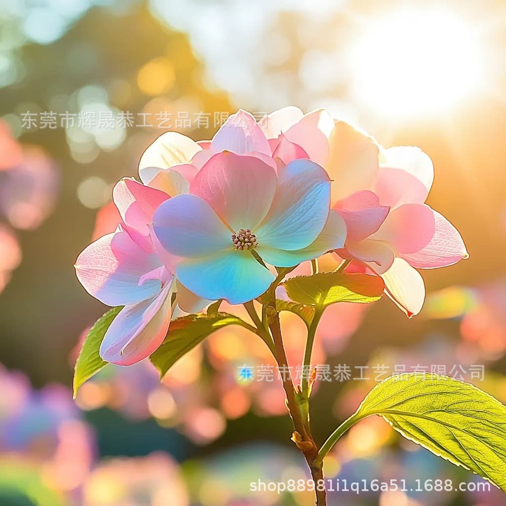 New Cross-Border Dreamy Kousa Dogwood Seeds