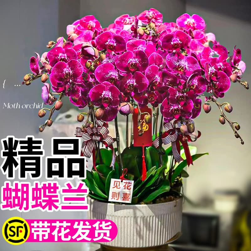 Phalaenopsis Potted Plant with Flowers, Premium Large-Flower Orchid, Winter Blooming, Easy-Care Living Room Indoor Green Plant and Flower Seedling