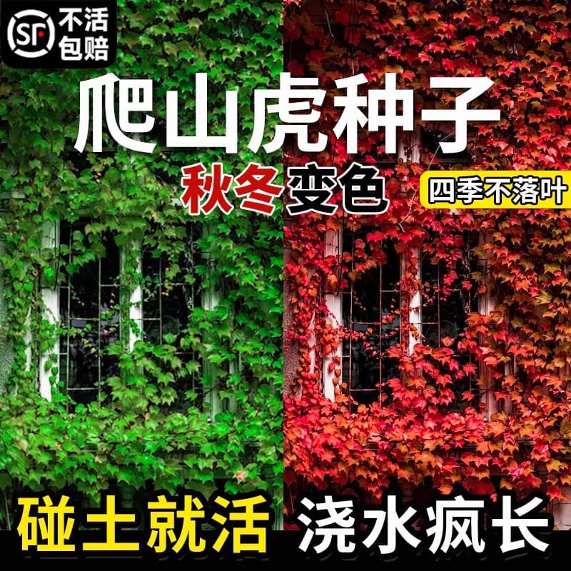Ivy Seed Saplings, Evergreen Grass Seeds, Climbing Rattan Plants, Wall-Climbing Ivy Seedlings, Three-Five-Leaf Four-Season Seeds