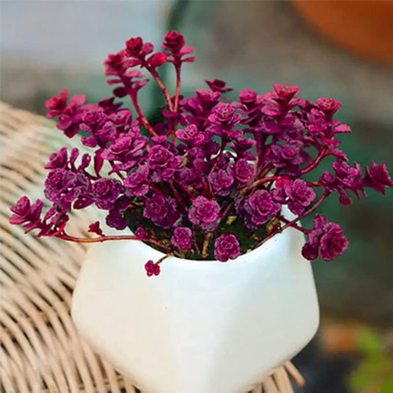 Small Ball Rose Crested Succulent Plant for Balcony, Garden, Indoor Hanging Green Plant Potted