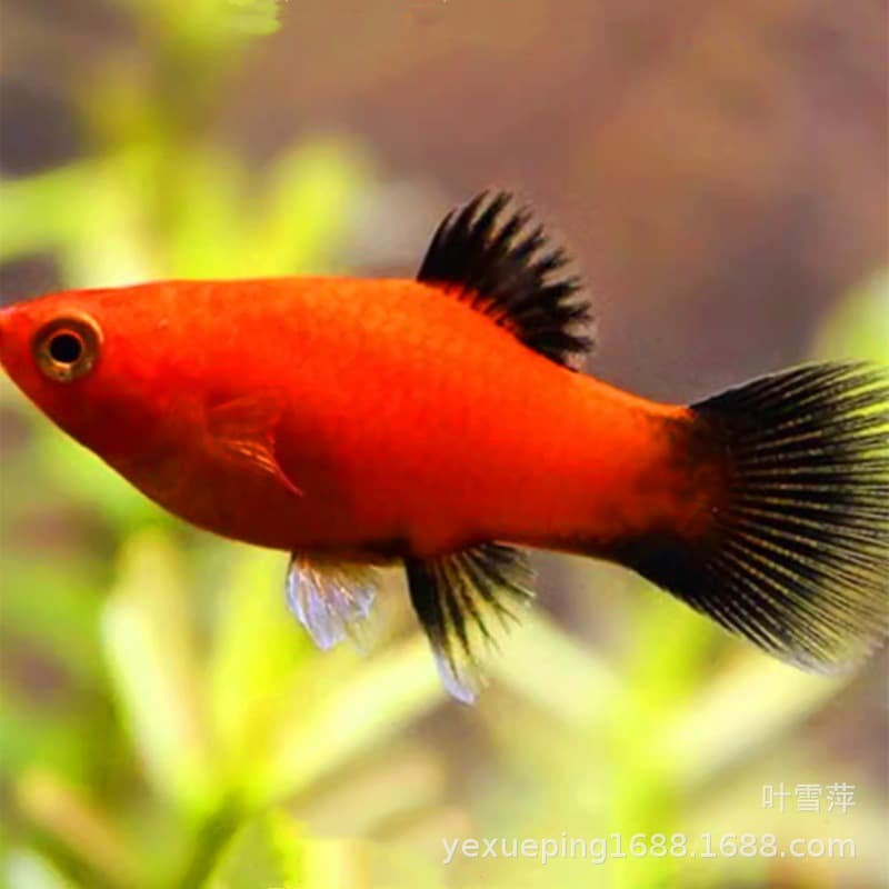 Live Blacktail Moonfish, Black Tuna, Moonfish Mickey Mouse Fish, Live Freshwater Tropical Ornamental Fish, Live-bearing Aquarium Fish Wholesale