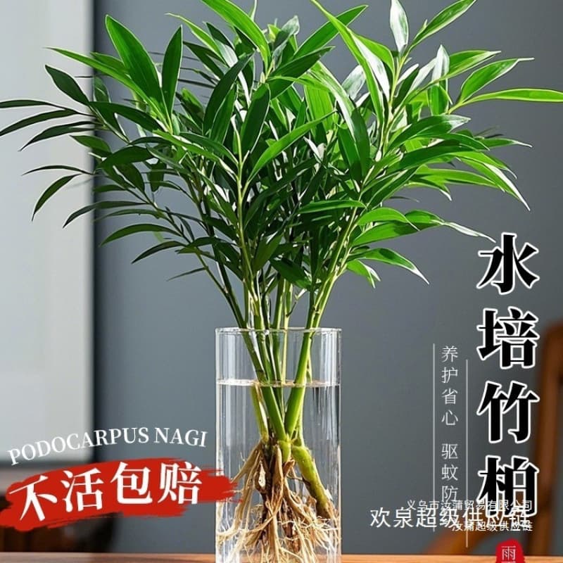 Mosquito-repellent bamboo and cypress hydroponic plants potted saplings in the living room old pile office bamboo green plants desktop water-grown flowers