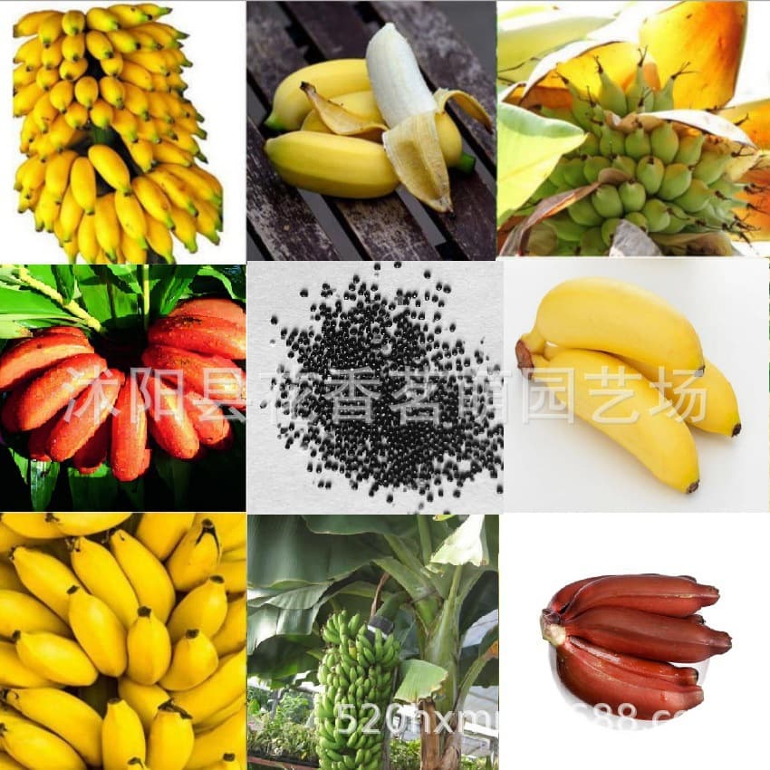 Wholesale Fruit Seeds Banana Seeds Mini Banana Seeds Rice Banana Gold Banana Potted Fruit Seeds