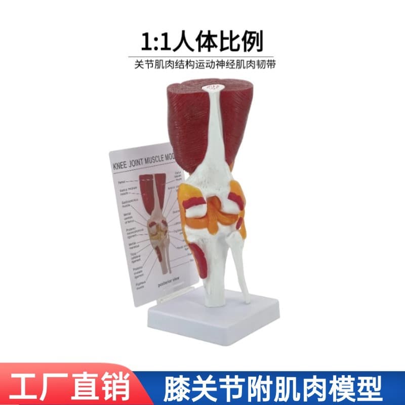 Natural Large Knee Joint Model with Muscles Ligaments Patellar Tendon One to One Skeleton Recovery Teaching Excellent PVC Material