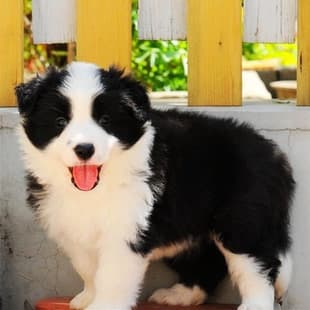 Purebred Mixed Border Collie Puppy Black and White Merle Border Collie Puppy Live Pet Dog Red Brown Border Collie