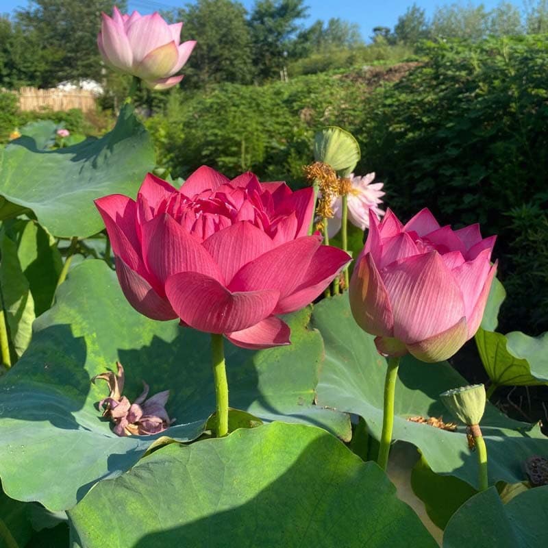 Four Seasons Pond Large Lotus Root Seedlings Water Cultivation Potted Lotus Root Seedlings Ornamental Lotus Root Seeds Lotus Flower Seedlings
