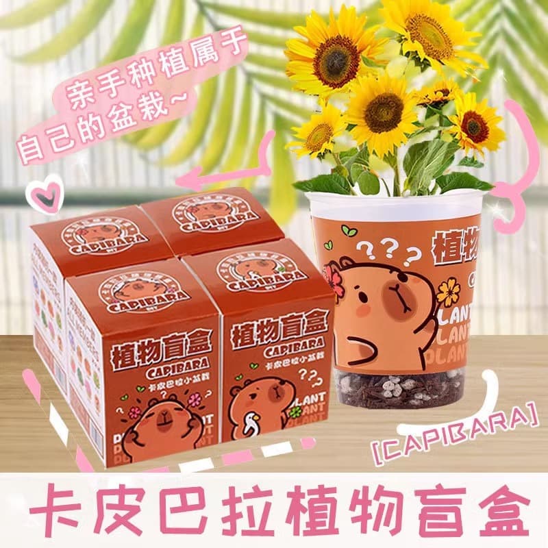 Plant Blind Box Desktop Potted Plant Creative Holiday Gift Children's Green Plant Seed Blind Box Potted Plant Wholesale Back-to-School Gift