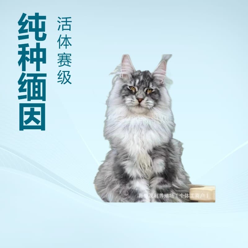 Maine Coon Kittens Live Pets Purebred Maine Coon Kittens Live Silver Brown Tiger Maine Coon Live Pet Kittens