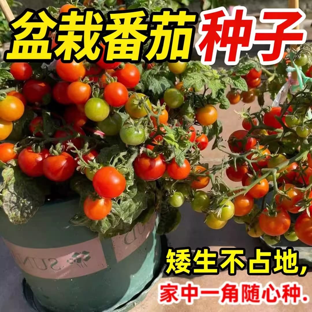 Climbing potted red tomato seeds, yellow tomato seeds, small tomato fruit and vegetable seeds, sowing cherry tomatoes seeds all year round