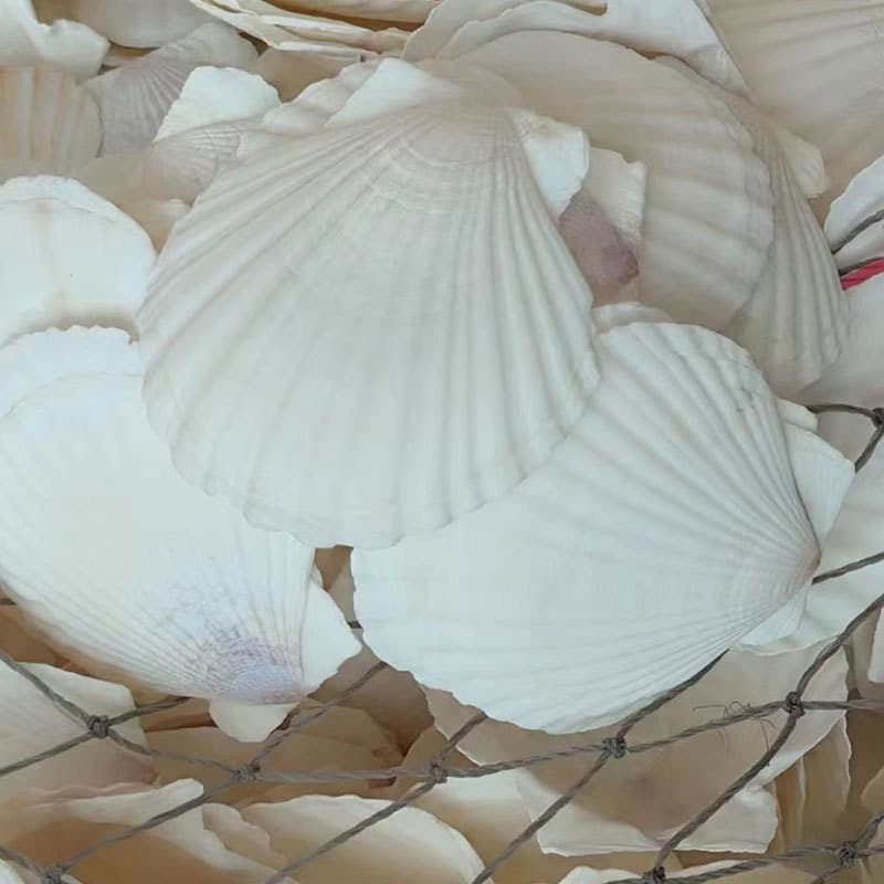 Natural Seashells White Shells Kindergarten Color Painting Art Small Shells with Holes White Scallop Shells Conch