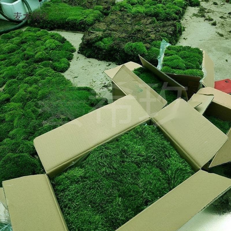 Live Moss, Fresh Moss, Square, White Hair Moss, Gray Moss, Artificial Short Velvet Moss, Small Gray Moss, Courtyard Tank Landscaping, Moss, Rain, Fort, Plant