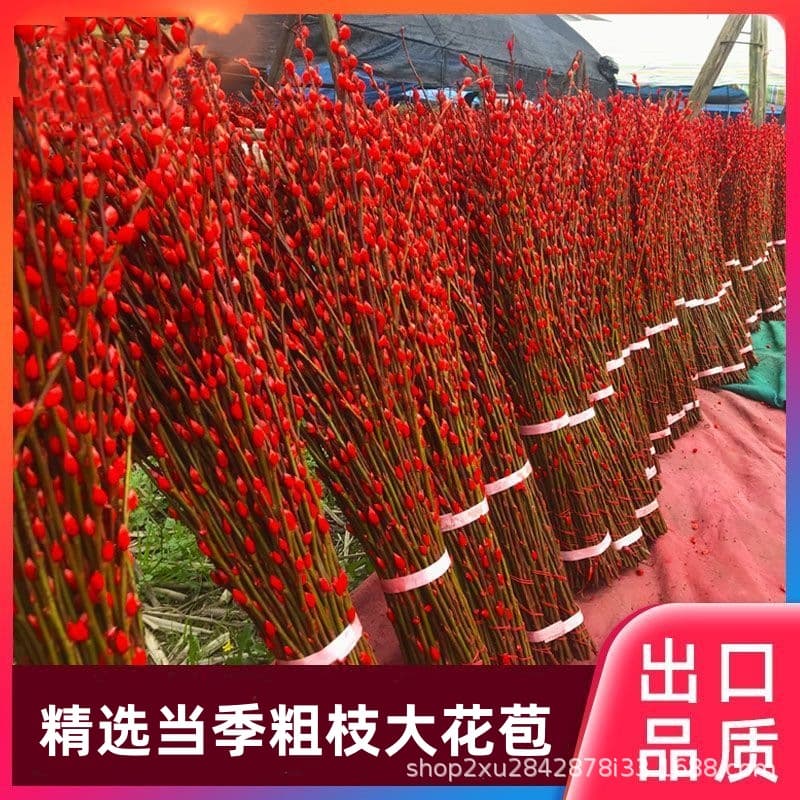 AA grade silver willow real flowers, fresh branches, silver willow dried flowers, wholesale festive red pendants, new year's flowers, hydroponic New Year's Eve flowers