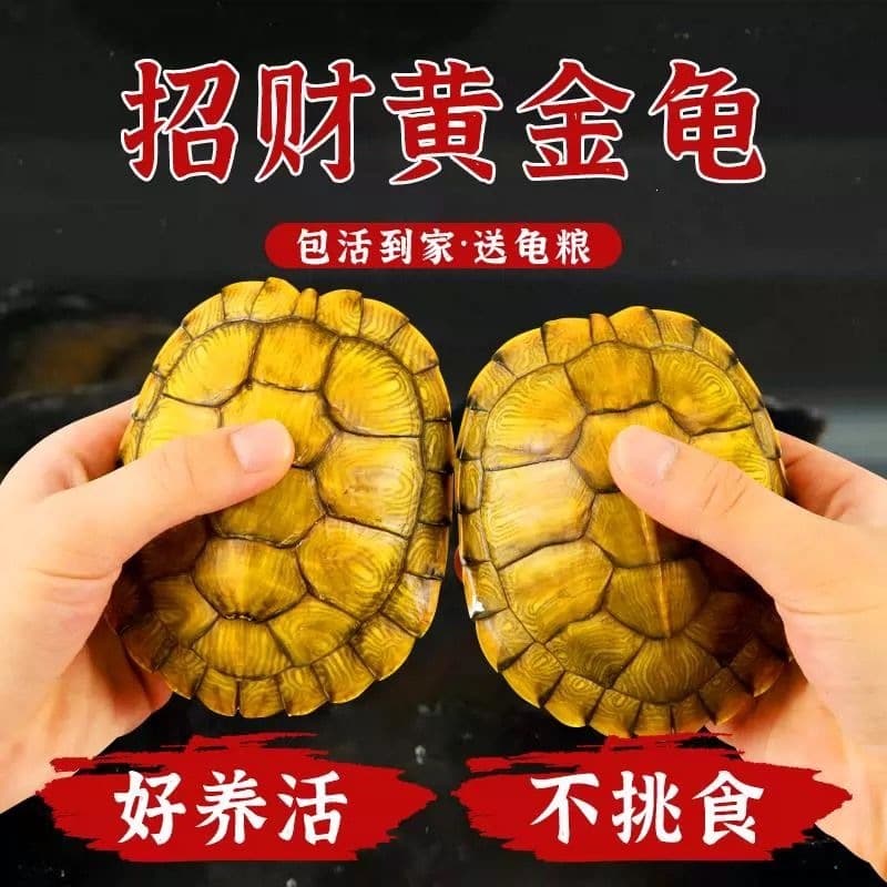 Golden Fortune Brazilian Turtle Pair - Live Pet Turtles, Ornamental Longevity Red-Eared Slider
