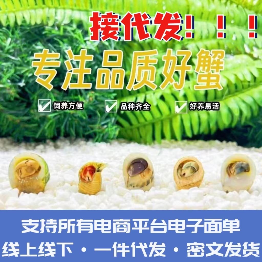Live hermit crab wholesale, first-hand source, strawberry, blackberry, gray-white, short-armed, dark purple, street vendor wholesale, terrestrial hermit crabs.