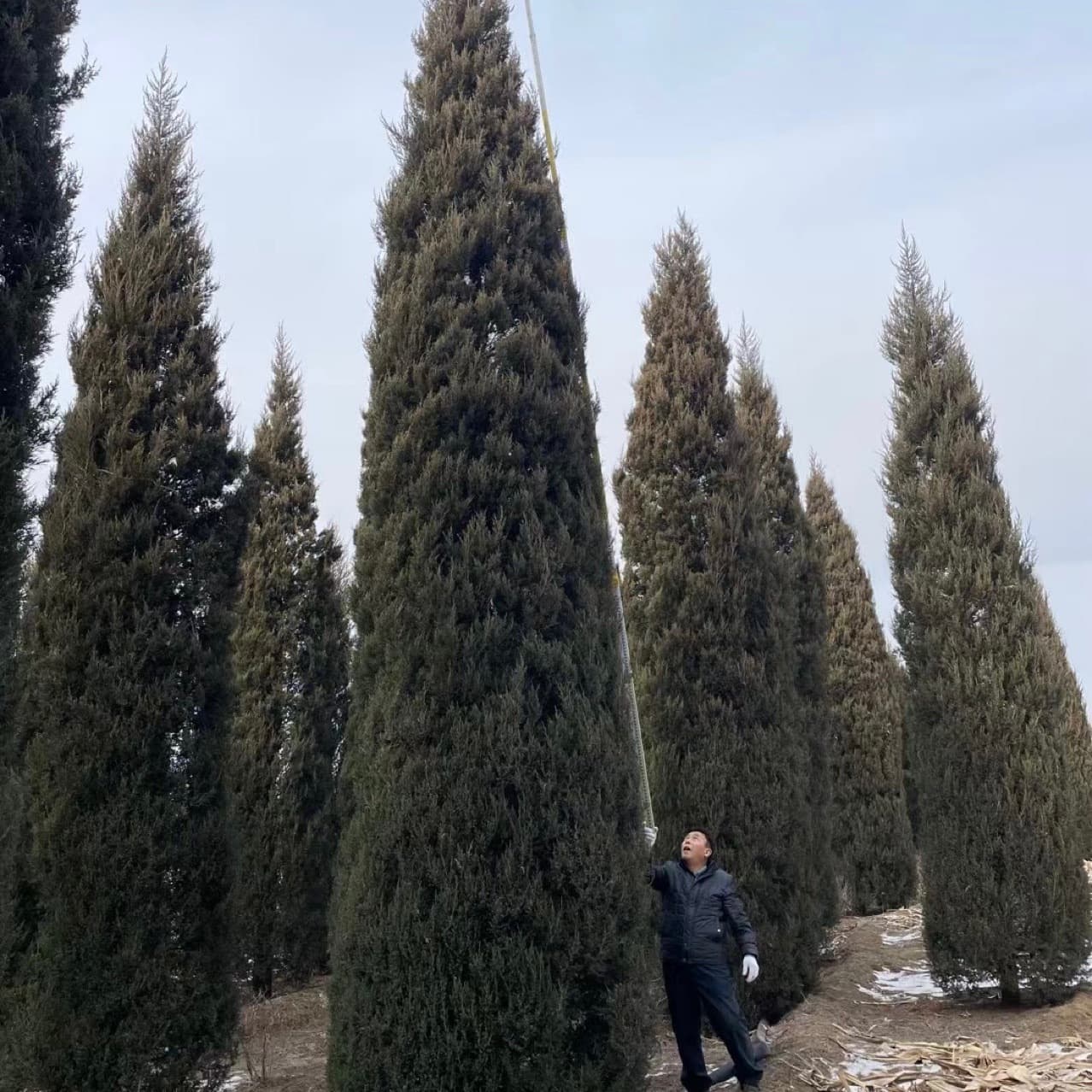 Sabina chinensis 1 to 10 meters tall, round cypress, tower cypress seedlings, evergreen tree for all seasons