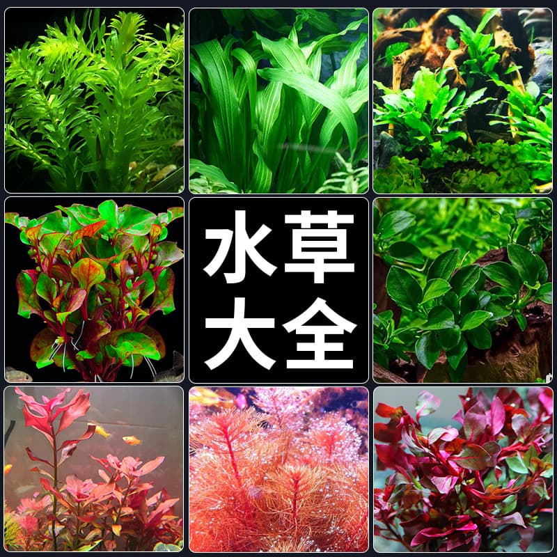 Aquarium Plant Decorations Live Plants Green Cabomba, Egeria Densa, Background Midground Plants for Aquascaping, Bulk Wholesale