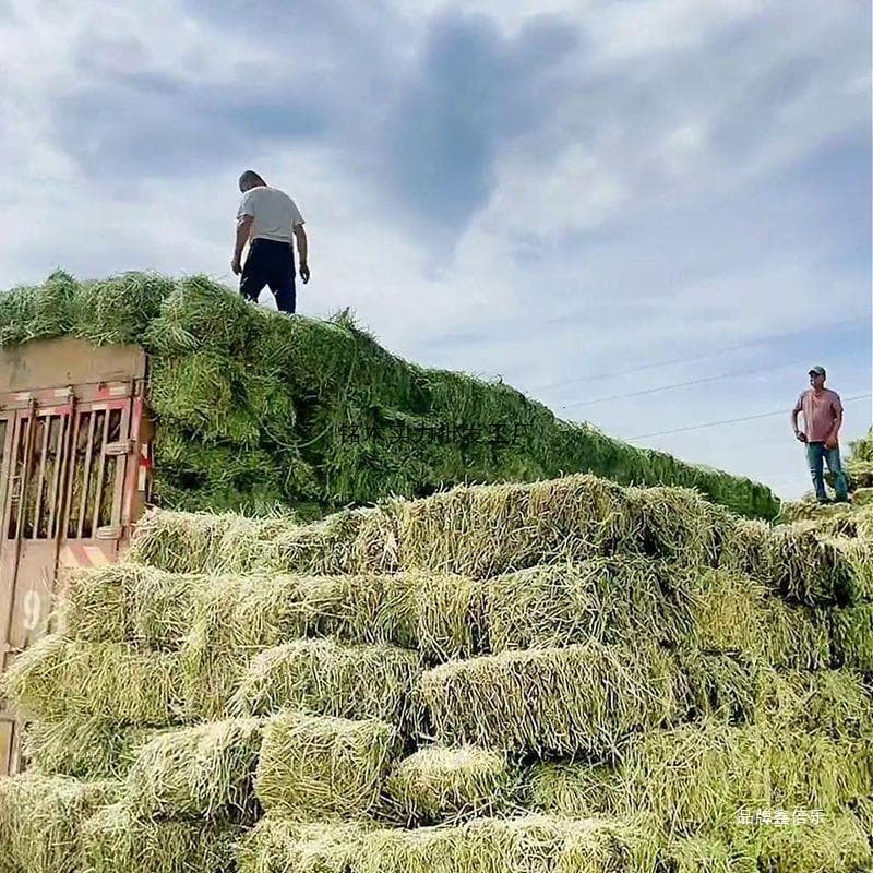 Domestic Alfalfa Hay Dry Grass Feed for Cattle and Horses Grass Material Cattle Sheep Hay Alpaca Grass Sheep Grass Feed Wet Food