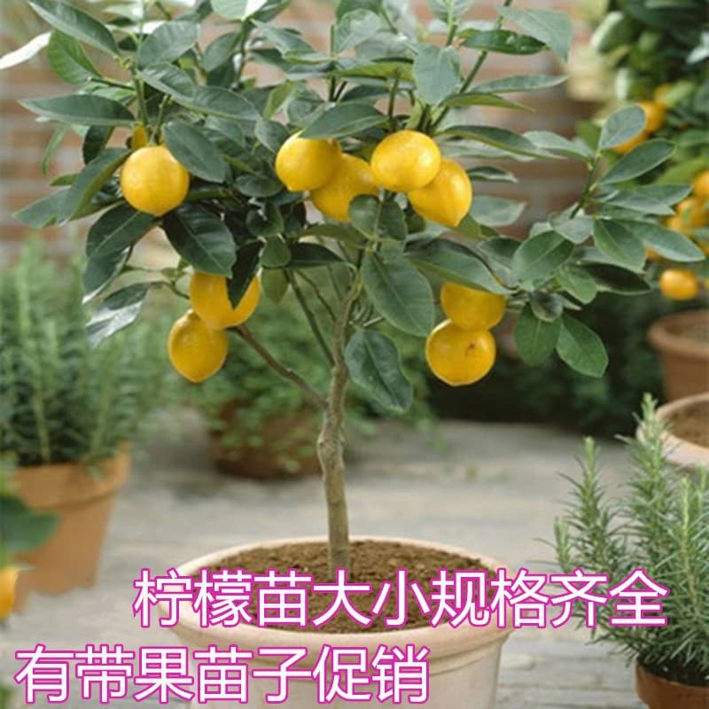 Lemon Tree Sapling Potted Fruit Tree Multi-Flower with Fruit Four-Season Lemon Seedling Eureka Multi-Season Yellow Lemon