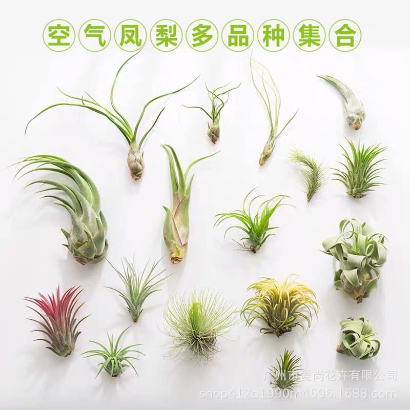 Air Plant Wholesale Soilless Potted Plant Small Octopus Elf Cotton Candy Flower in Flower Beccari Diverse Green Plants