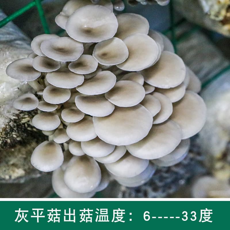 300g mushroom planting bag, spawn mushroom bag, home grown edible oyster mushroom, family mushroom stick, mushroom bag