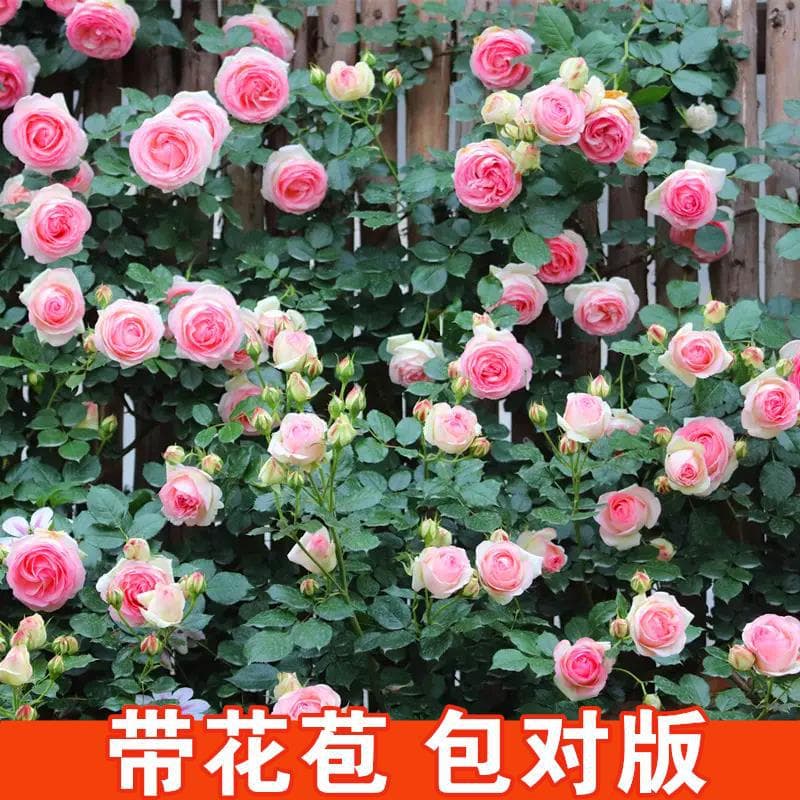 Rose seedlings, blooming all year round, climbing, large flowers, Juice Balcony, Yan Zhi Kou, climbing rose, small rose seedlings