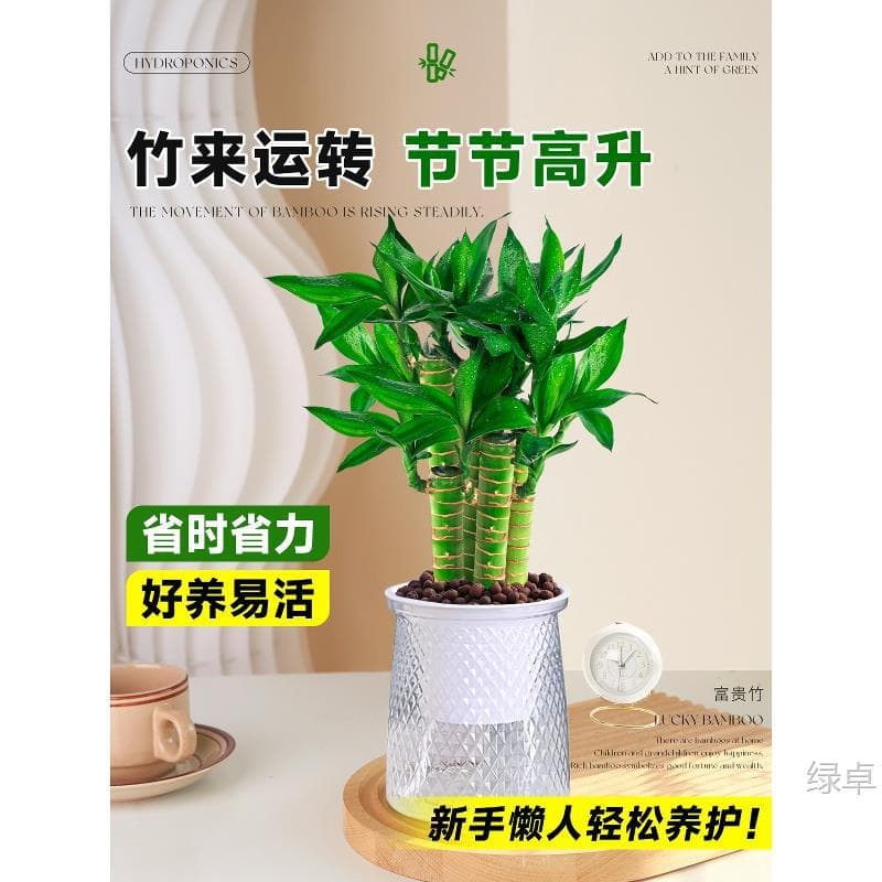 Wenchang Bamboo Potted Plant, Desktop Green Plant, Lucky Bamboo Hydroponic Plant, Living Room Fortune Bamboo, Indoor Plant