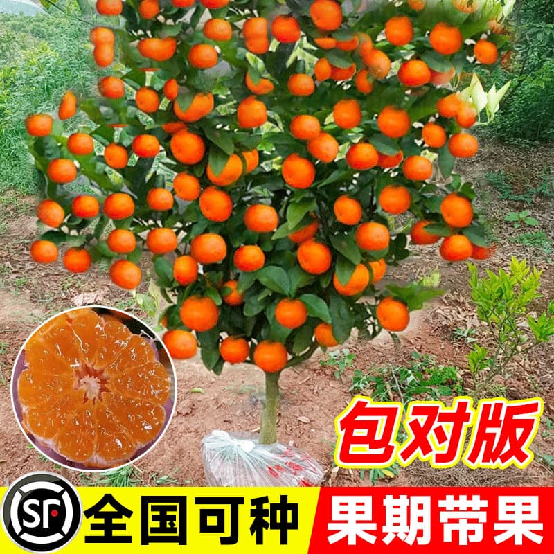 Guangxi grafted sugar orange tree seedling indoor potted orange fruit tree Sihui Jinqiu sugar orange with fruit