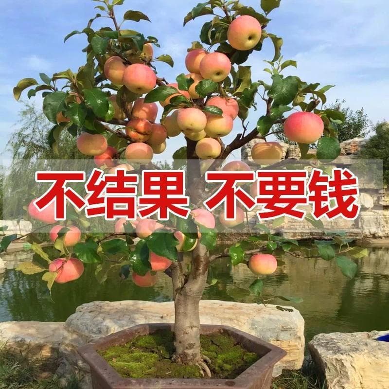 Dwarf Apple Tree Potted Fruit Seedling for South and North, Four Seasons Balcony Fruit Tree Seedling, Ground Planting, Bears Fruit Same Year