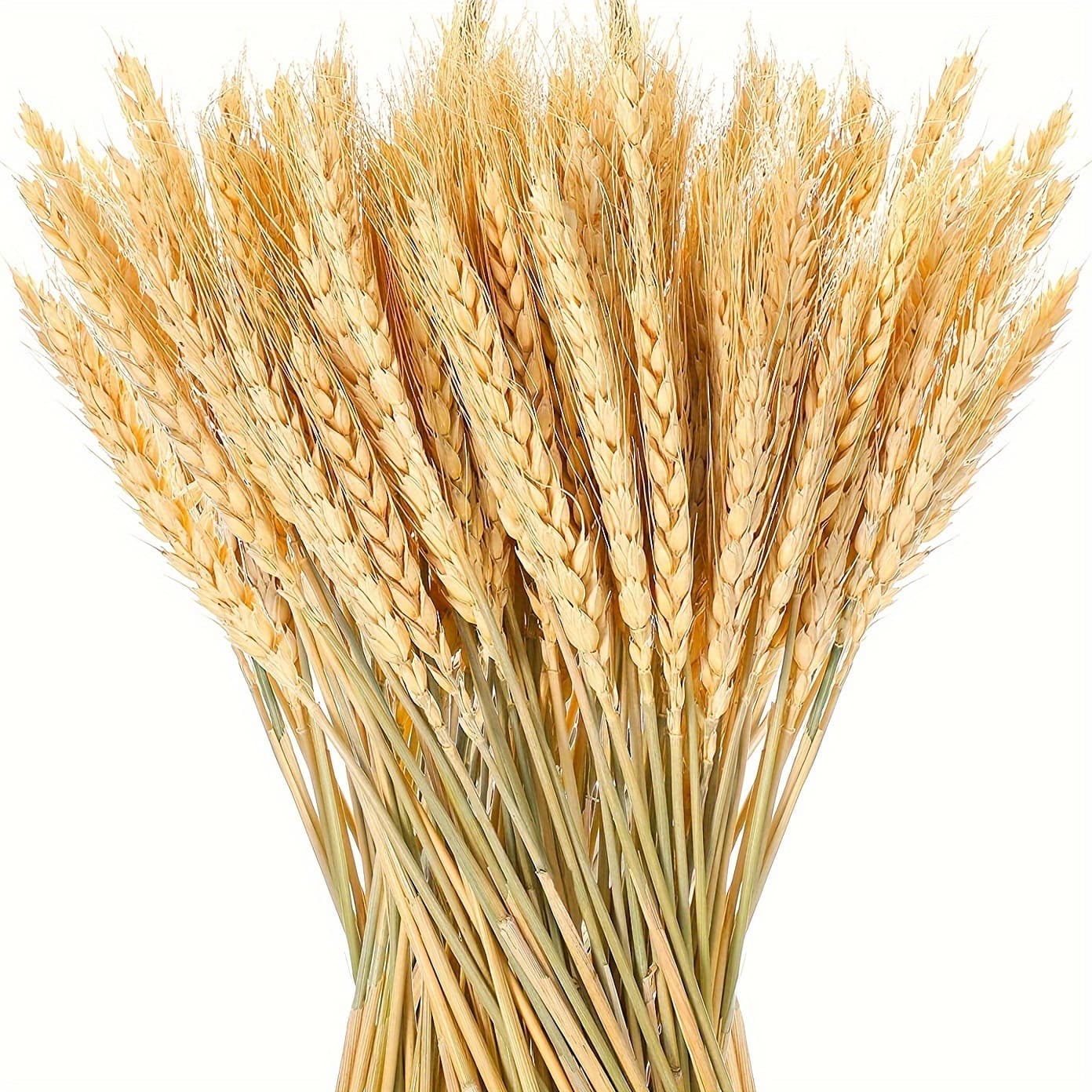 50 or 100 Dried Wheat Stalks, Bleached Wheat Bundles for Wedding Table Home Kitchen Decoration Wheat Ears