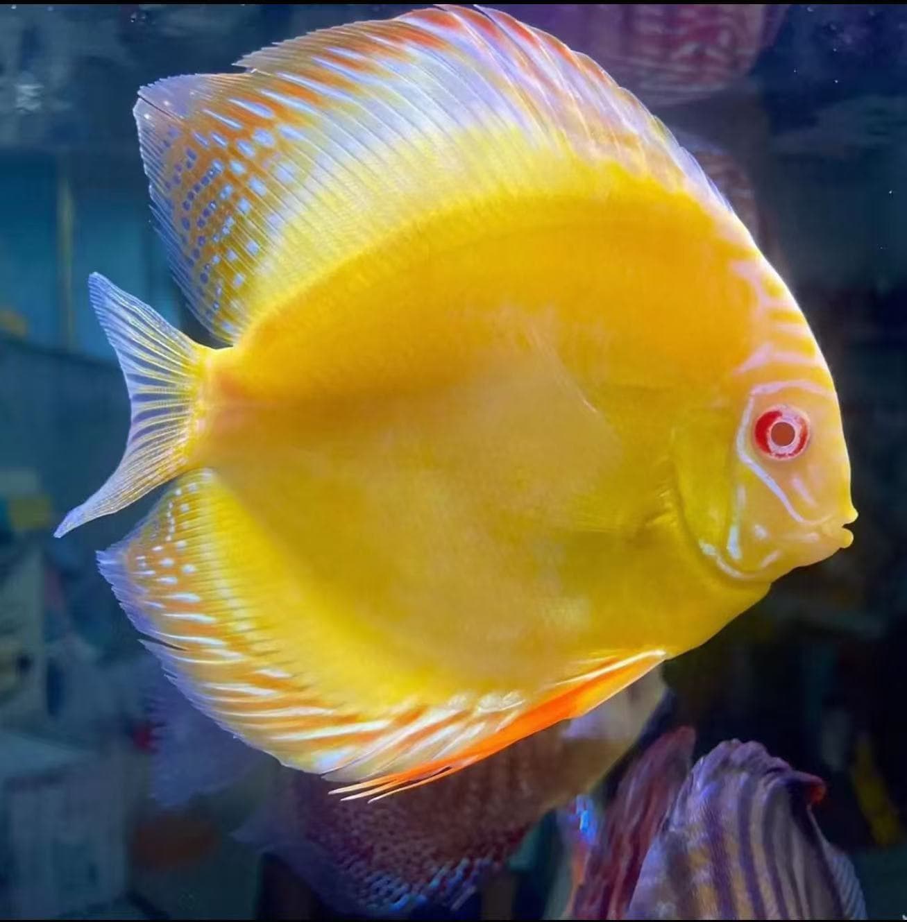8-10cm Discus Fish Live Assorted Colors Royal Blue Turquoise Red Checker Tropical Ornamental Fish Alenquer Four Kings