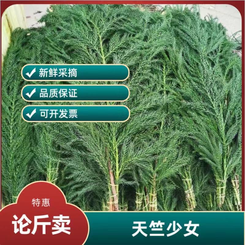 Selling by weight, Heavenly Bamboo Maiden fresh Christmas pine for handmade DIY Christmas tree materials.