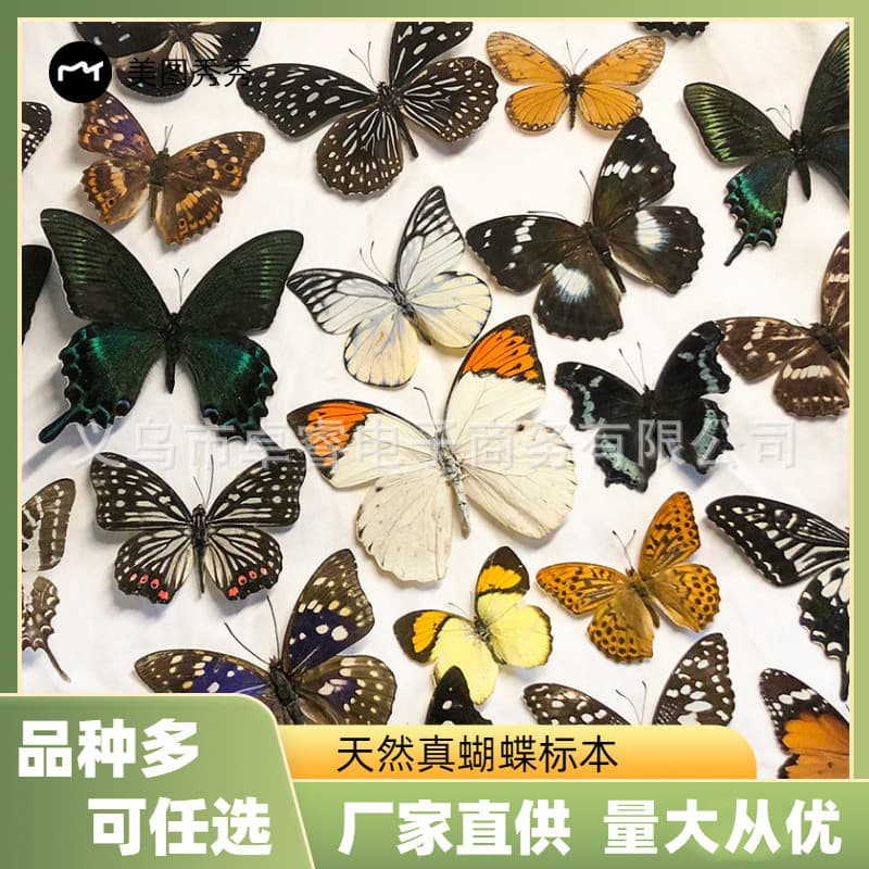 Real Butterfly Specimen Spread-wing Insect Animal Specimen Wholesale for Kindergarten Teaching Aids, Removable