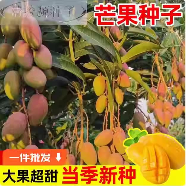 Mango Seeds - Carabao Mango Seeds, Jinhuang Mango, Red Guifei Mango, Potted Plants for Garden and Balcony, Vegetable and Fruit Seedlings